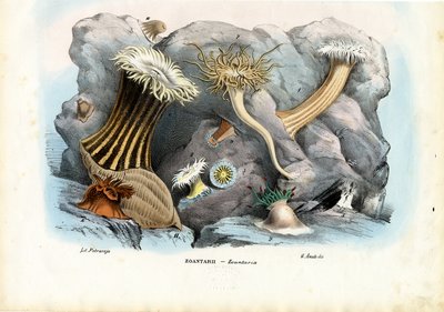 Seeanemonen, 1863-79 von Raimundo Petraroja